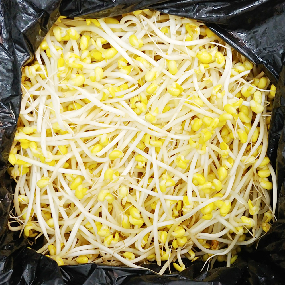 찜용 콩나물(4kg/대)