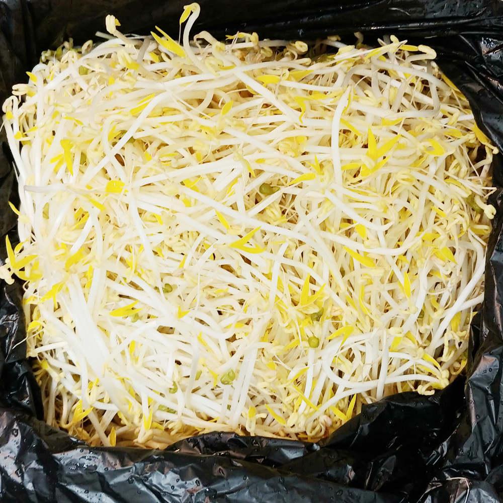 숙주나물(4kg)