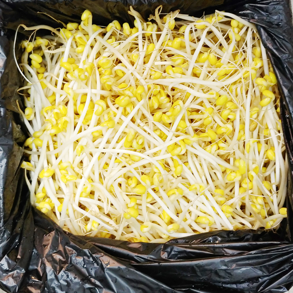 통통이 콩나물 (4kg/중)