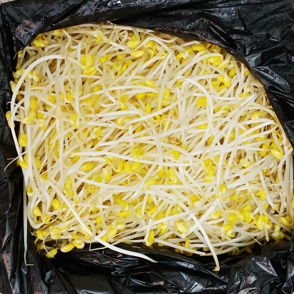 콩나물(4kg/소)